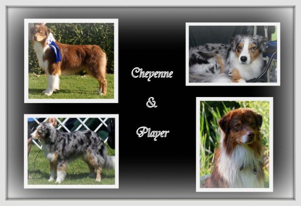 335153_263802023641778_100000359462225_911420_465102183_o-1